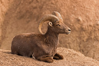 Bighorn Sheep