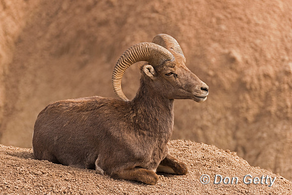 Bighorn Sheep