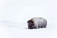 Bison