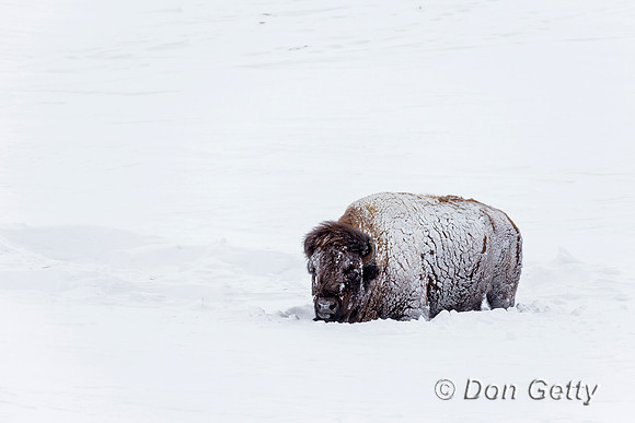 Bison