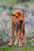 Bison_A45T1216