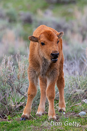 Bison_A45T1216
