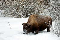 Bison