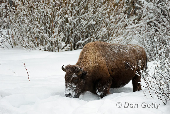 Bison