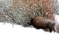 Bison
