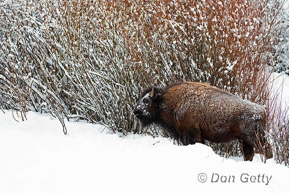 Bison