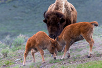 Bison Calf