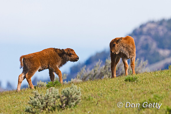 Bison