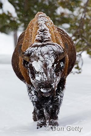 Bison