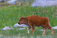 Bison