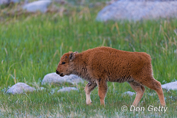 Bison
