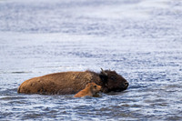 Bison