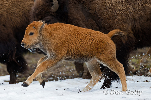 Bison