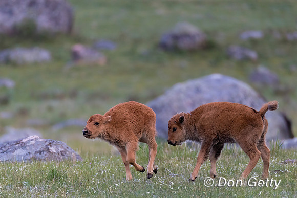 Bison