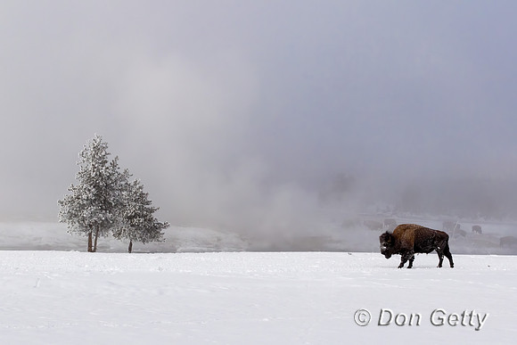 Bison