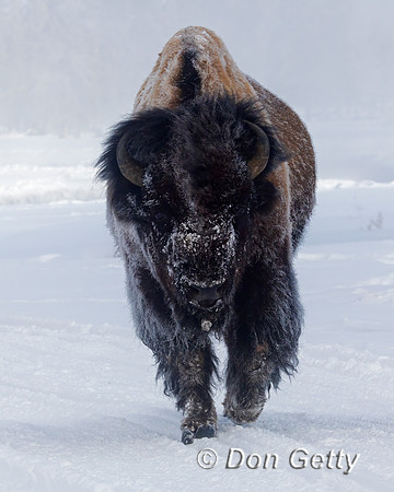 Bison
