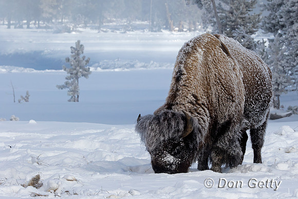 Bison