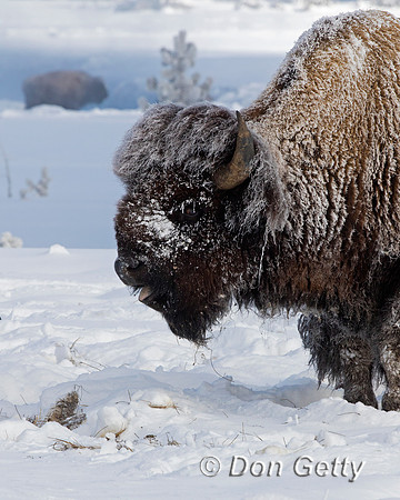 Bison