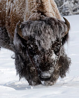Bison