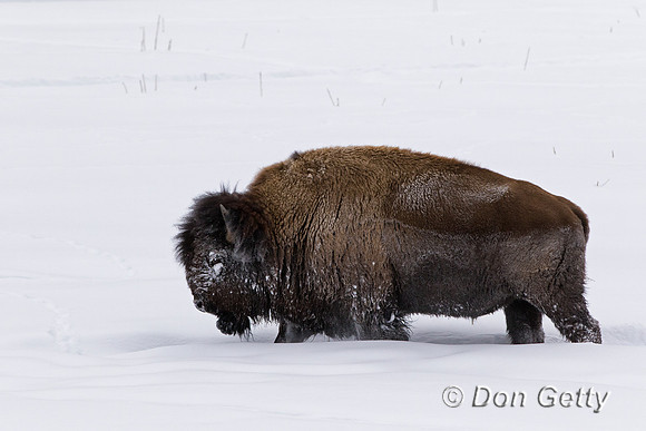Bison