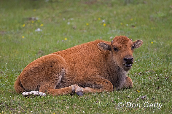 Bison