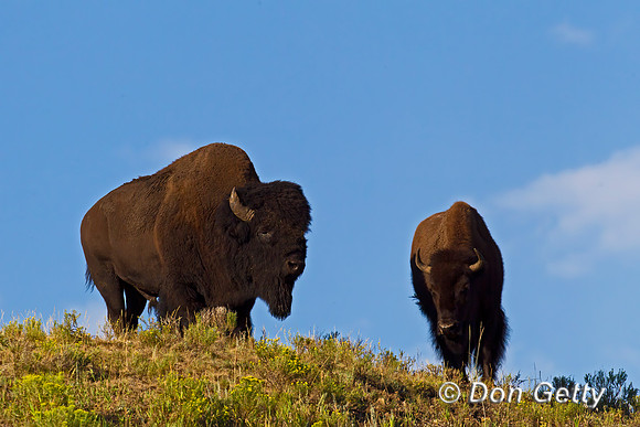 Bison_Z2F3311
