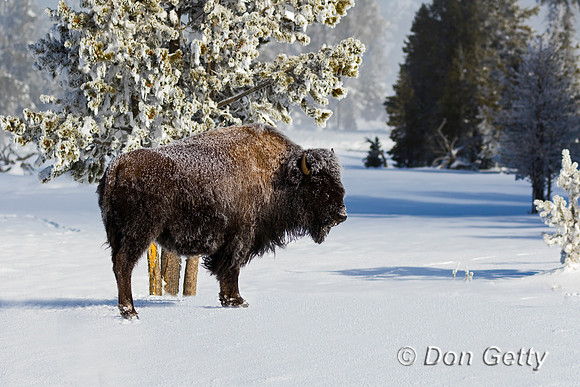Bison