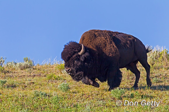 Bison_Z2F3322