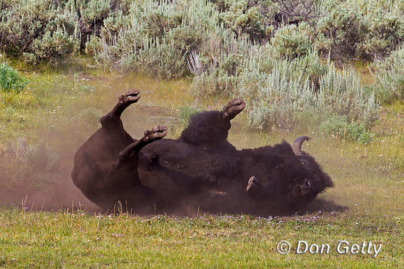 Bison_Z2F3375