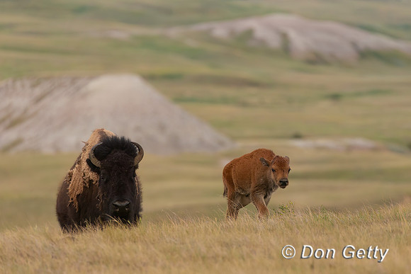 Bison