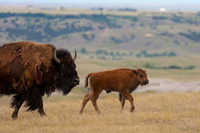 Bison
