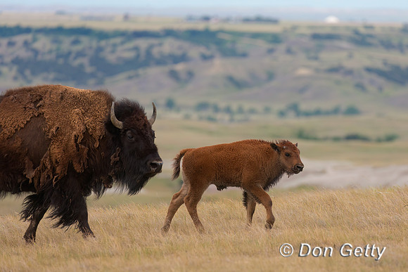 Bison