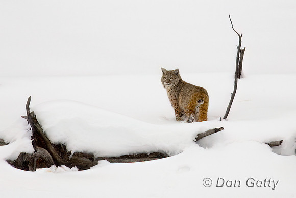 Bobcat