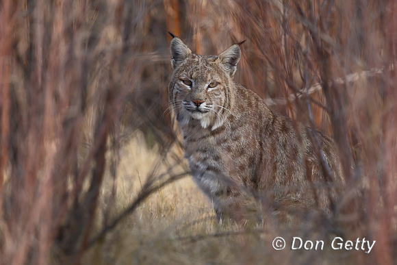 Bobcat