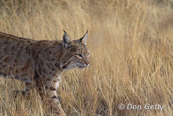 Bobcat