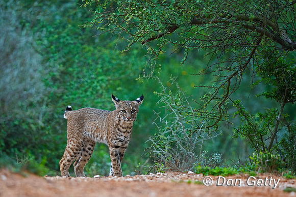 Bobcat
