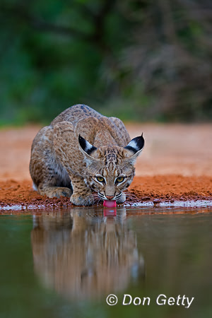 Bobcat