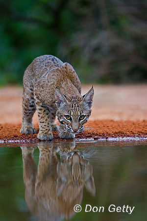 Bobcat