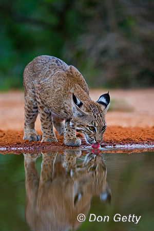 Bobcat