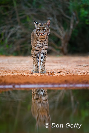 Bobcat