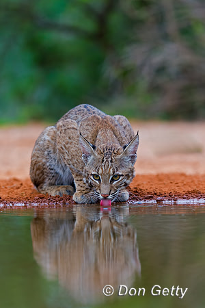 Bobcat
