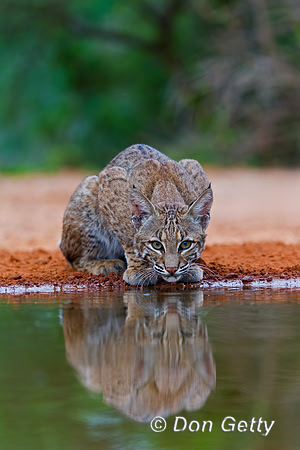 Bobcat