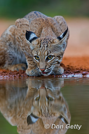Bobcat