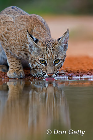 Bobcat