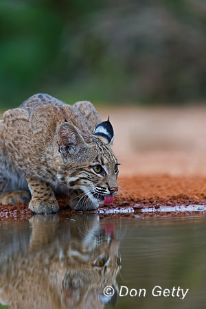 Bobcat