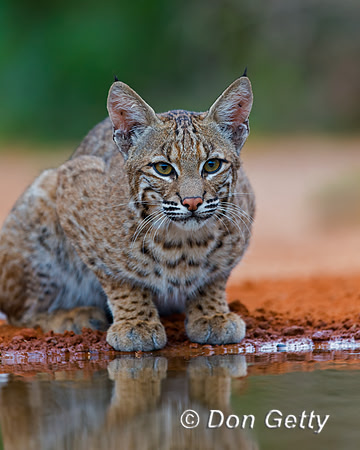 Bobcat