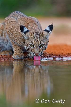 Bobcat