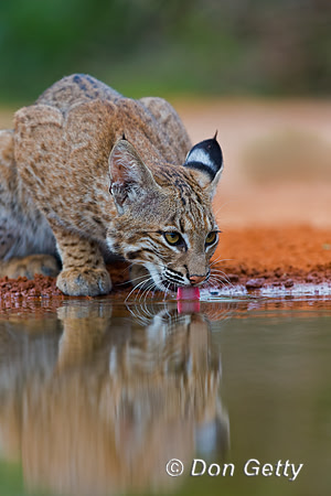 Bobcat