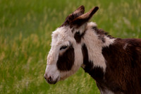 Burro
