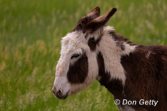 Burro